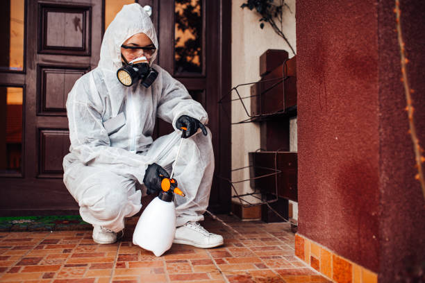 Reliable Wasp Removal contractor in Valle Vista, CA by Show Me Pest Control
